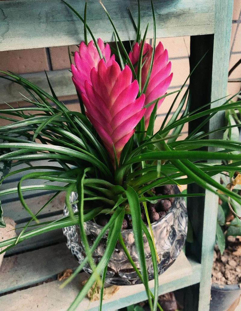 观赏凤梨不开花？凤梨不结果？-第3张图片-优品飞百科