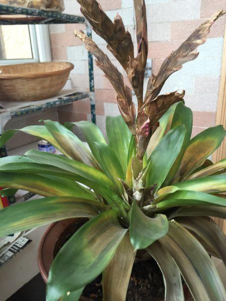 观赏凤梨不开花？凤梨不结果？-第4张图片-优品飞百科