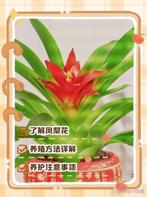 观赏凤梨不开花？凤梨不结果？-第5张图片-优品飞百科