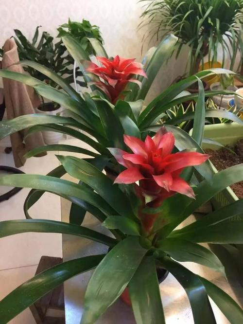 观赏凤梨不开花？凤梨不结果？-第6张图片-优品飞百科