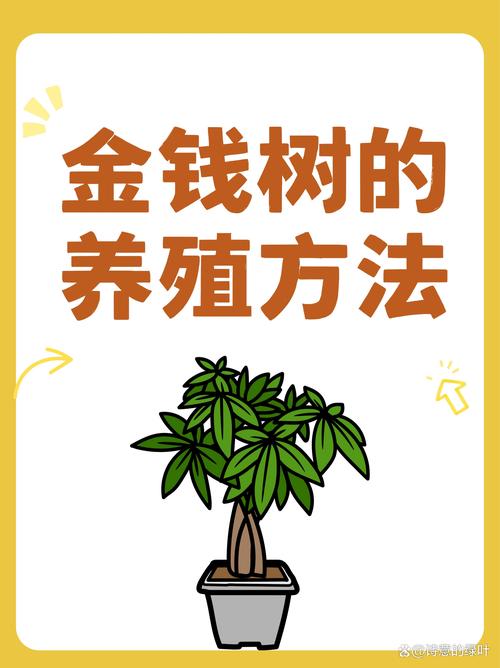 金钱树的养殖方法和注意事项，室内金钱树的养殖方法和注意事项？