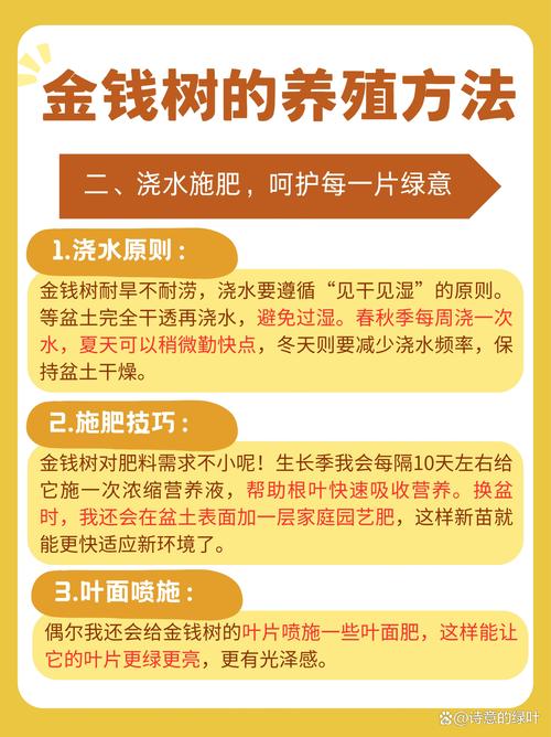 金钱树的养殖方法和注意事项，室内金钱树的养殖方法和注意事项？-第3张图片-优品飞百科