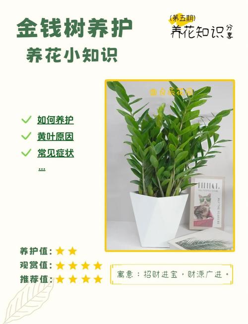 金钱树的养殖方法和注意事项，室内金钱树的养殖方法和注意事项？-第4张图片-优品飞百科