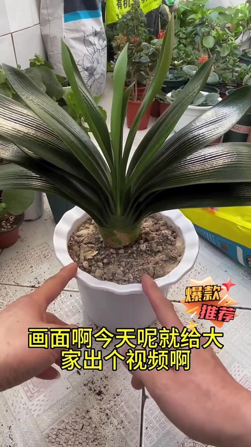 “君子兰”土壤换成“它”，给君子兰换土时加这一样东西