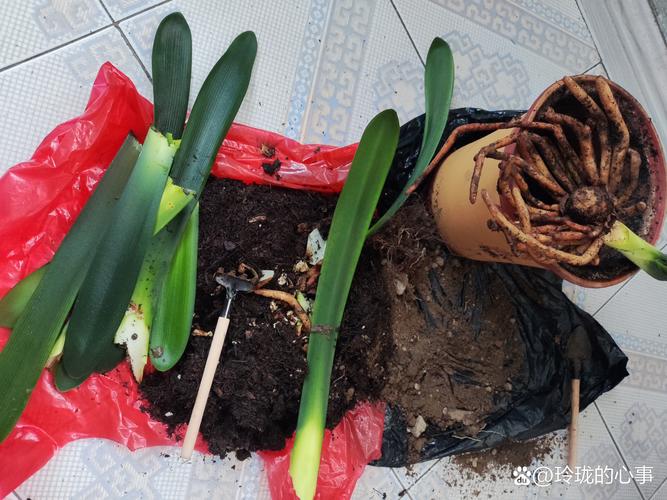 “君子兰”土壤换成“它”，给君子兰换土时加这一样东西-第2张图片-优品飞百科