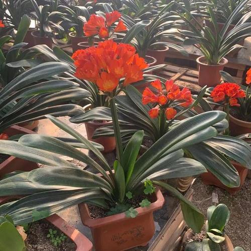 “君子兰”土壤换成“它”，给君子兰换土时加这一样东西-第4张图片-优品飞百科