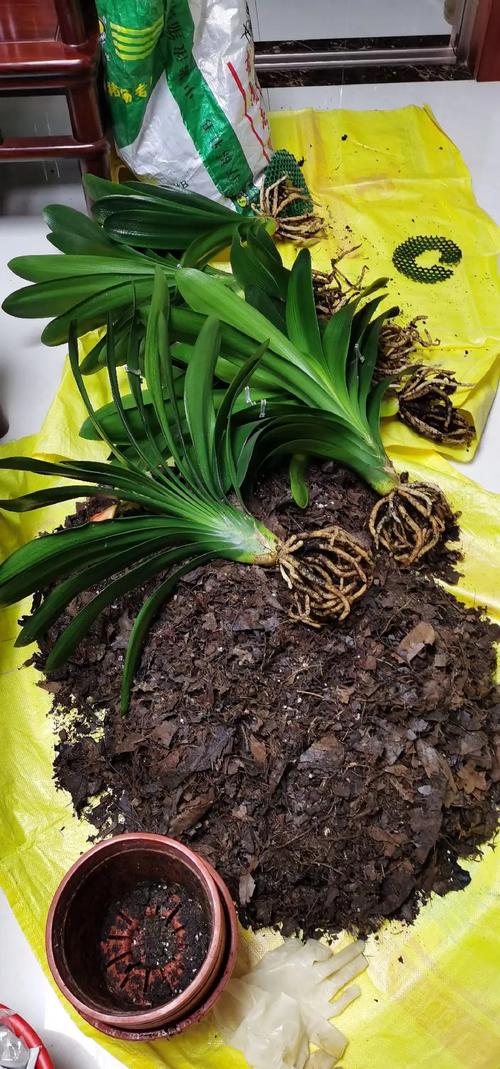 “君子兰”土壤换成“它”，给君子兰换土时加这一样东西-第5张图片-优品飞百科