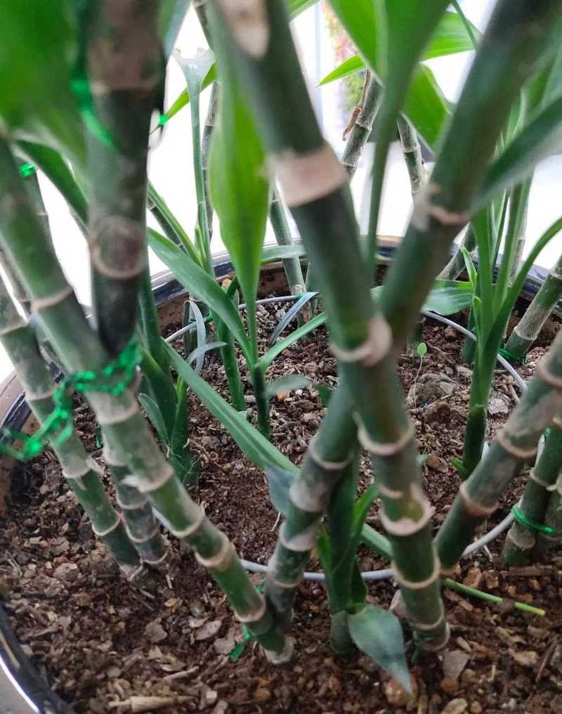 富贵竹可以土养吗，新买的富贵竹怎么水养-第2张图片-优品飞百科