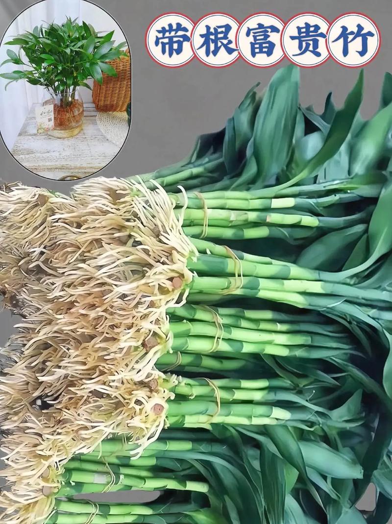 富贵竹可以土养吗，新买的富贵竹怎么水养-第5张图片-优品飞百科