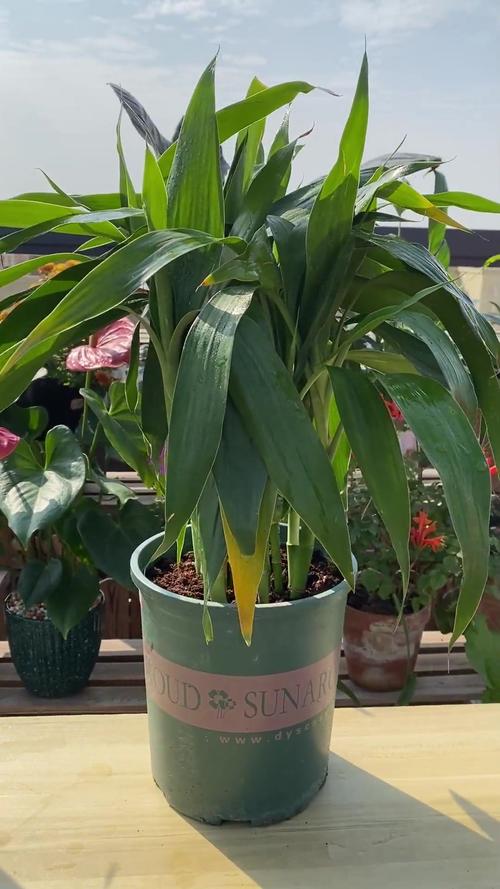 富贵竹可以土养吗，新买的富贵竹怎么水养-第4张图片-优品飞百科