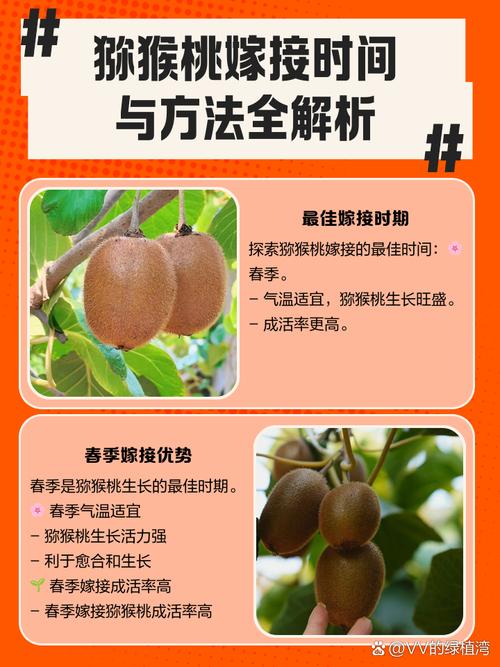 猕猴桃春季嫁接时间,猕猴桃夏季嫁接时间-第1张图片-优品飞百科 猕猴桃春季嫁接时间,猕猴桃夏季嫁接时间-第1张图片-优品飞百科