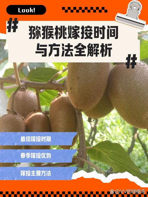 猕猴桃春季嫁接时间,猕猴桃夏季嫁接时间-第2张图片-优品飞百科 猕猴桃春季嫁接时间,猕猴桃夏季嫁接时间-第2张图片-优品飞百科