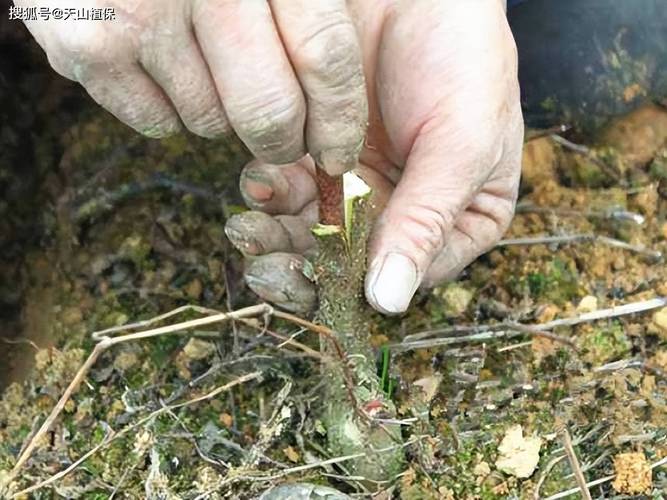 猕猴桃春季嫁接时间,猕猴桃夏季嫁接时间-第3张图片-优品飞百科 猕猴桃春季嫁接时间,猕猴桃夏季嫁接时间-第3张图片-优品飞百科
