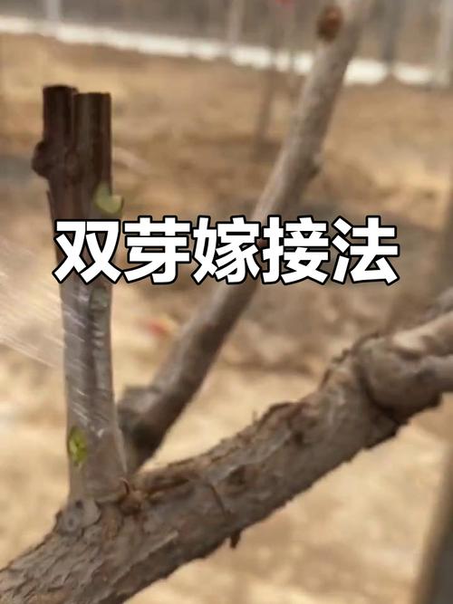 猕猴桃春季嫁接时间,猕猴桃夏季嫁接时间-第4张图片-优品飞百科 猕猴桃春季嫁接时间,猕猴桃夏季嫁接时间-第4张图片-优品飞百科