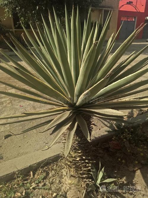 龙舌兰怎么分株，龙舌兰怎么栽