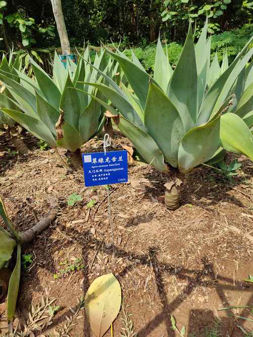 龙舌兰怎么分株,龙舌兰怎么栽-第2张图片-优品飞百科 龙舌兰怎么分株,龙舌兰怎么栽-第2张图片-优品飞百科