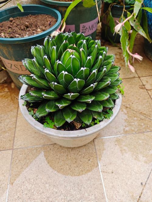 龙舌兰怎么分株,龙舌兰怎么栽-第3张图片-优品飞百科 龙舌兰怎么分株,龙舌兰怎么栽-第3张图片-优品飞百科