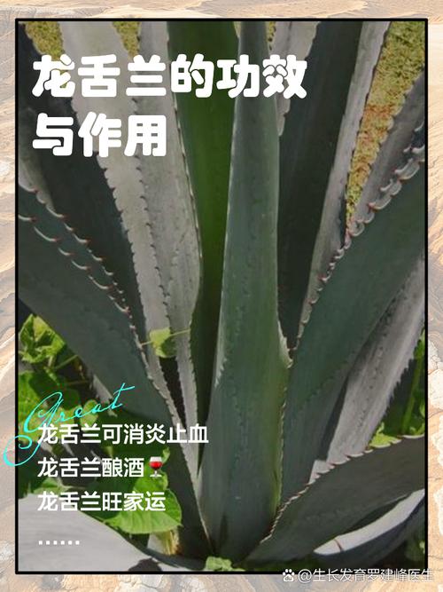 龙舌兰怎么分株,龙舌兰怎么栽-第4张图片-优品飞百科 龙舌兰怎么分株,龙舌兰怎么栽-第4张图片-优品飞百科