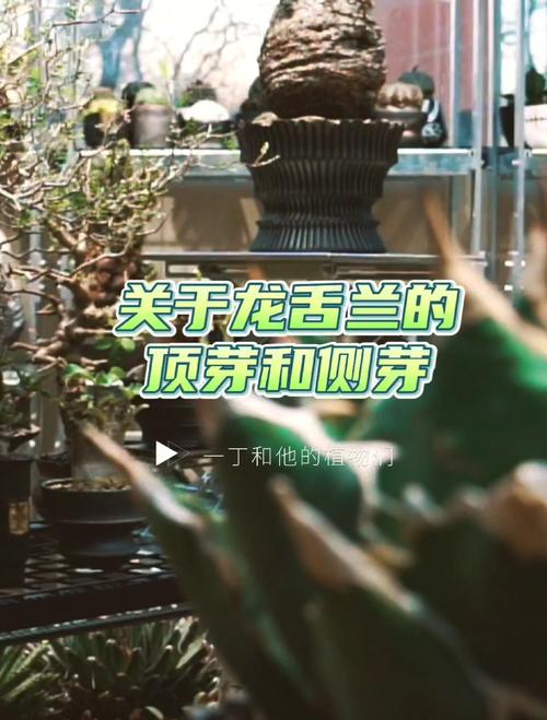 龙舌兰怎么分株,龙舌兰怎么栽-第5张图片-优品飞百科 龙舌兰怎么分株,龙舌兰怎么栽-第5张图片-优品飞百科