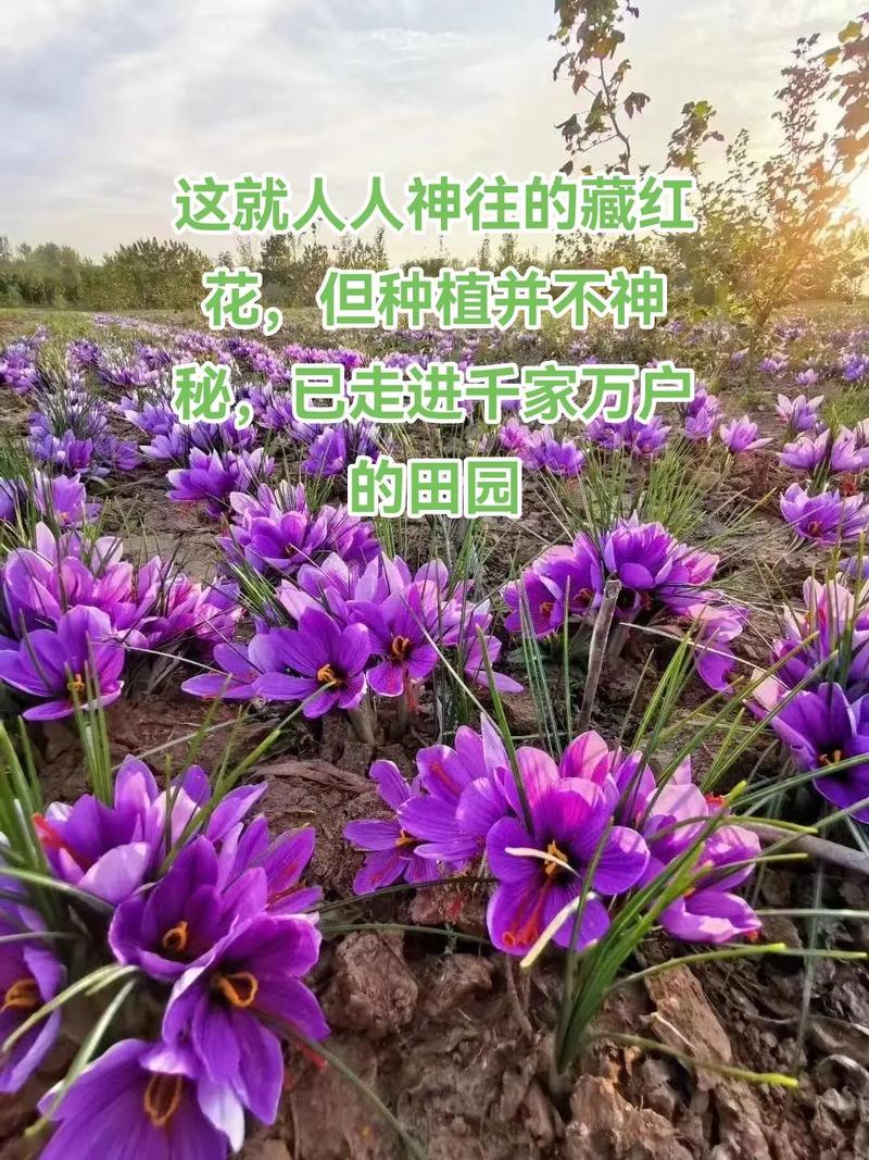 藏红花如何养护长的好？藏红花怎么养植？