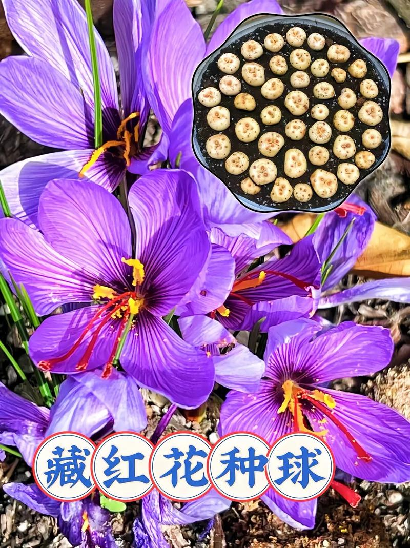 藏红花如何养护长的好?藏红花怎么养植?-第3张图片-优品飞百科 藏红花如何养护长的好?藏红花怎么养植?-第3张图片-优品飞百科
