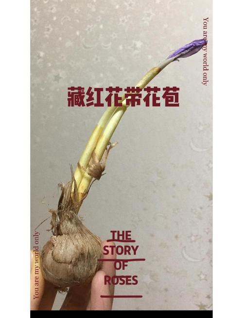 藏红花如何养护长的好?藏红花怎么养植?-第5张图片-优品飞百科 藏红花如何养护长的好?藏红花怎么养植?-第5张图片-优品飞百科