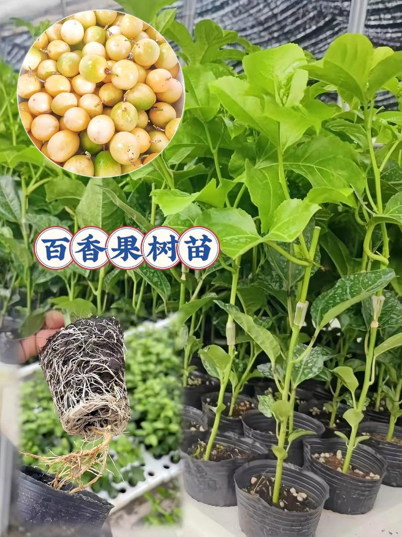 百香果树苗如何种植,百香果树苗种植多久存活?-第2张图片-优品飞百科 百香果树苗如何种植,百香果树苗种植多久存活?-第2张图片-优品飞百科