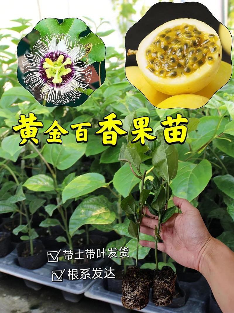 百香果树苗如何种植,百香果树苗种植多久存活?-第3张图片-优品飞百科 百香果树苗如何种植,百香果树苗种植多久存活?-第3张图片-优品飞百科