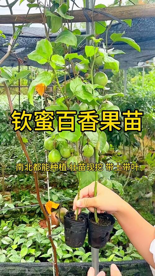 百香果树苗如何种植,百香果树苗种植多久存活?-第4张图片-优品飞百科 百香果树苗如何种植,百香果树苗种植多久存活?-第4张图片-优品飞百科