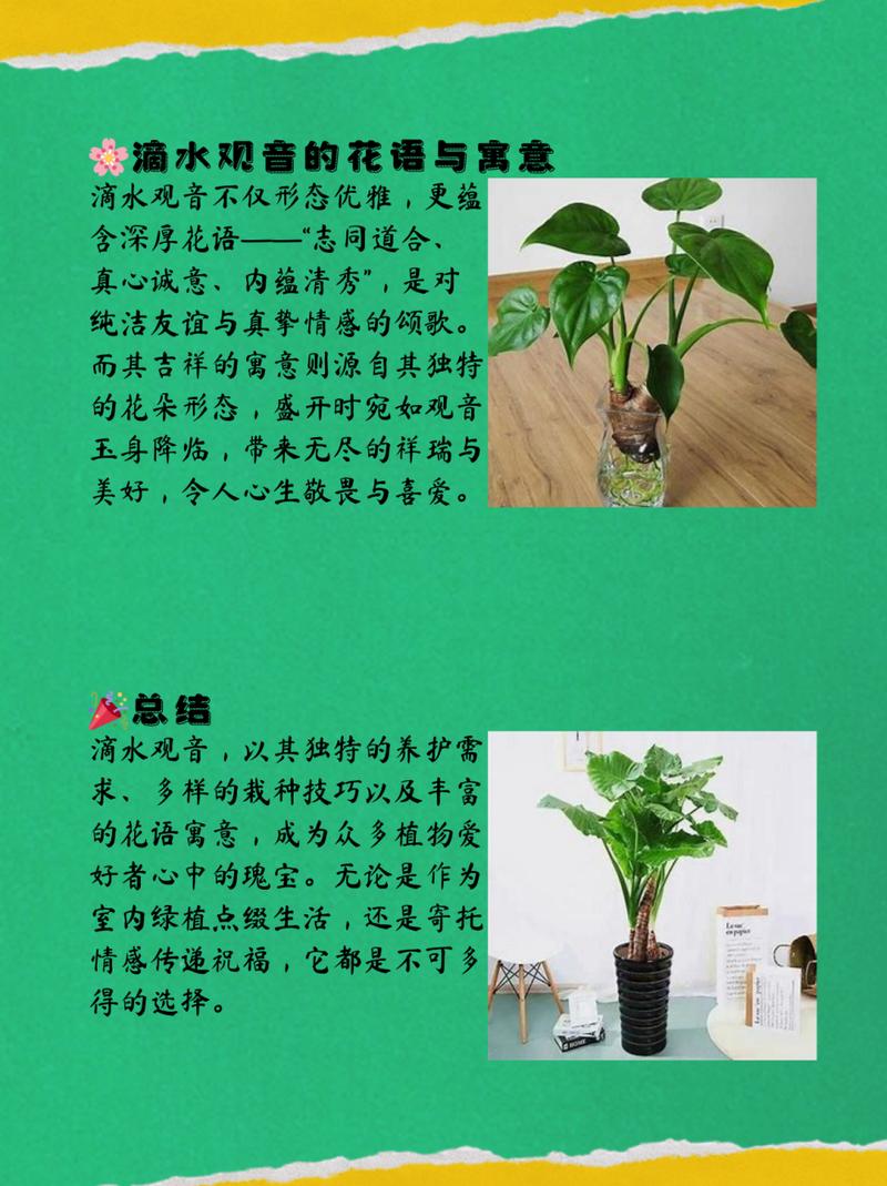 滴水观音如何施肥浇水，滴水观音怎样施肥比较好？