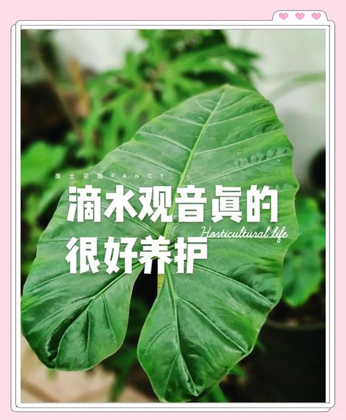 滴水观音如何施肥浇水，滴水观音怎样施肥比较好？-第2张图片-优品飞百科