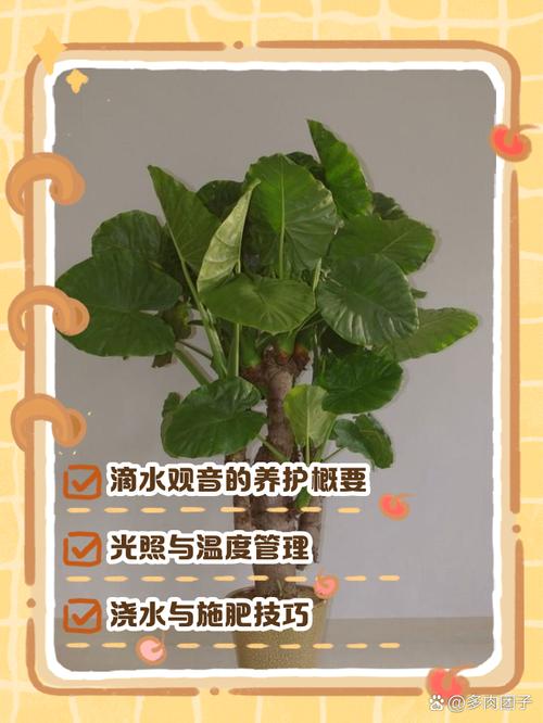 滴水观音如何施肥浇水，滴水观音怎样施肥比较好？-第3张图片-优品飞百科