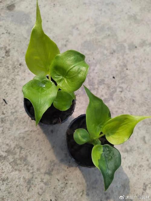 滴水观音如何施肥浇水，滴水观音怎样施肥比较好？-第5张图片-优品飞百科