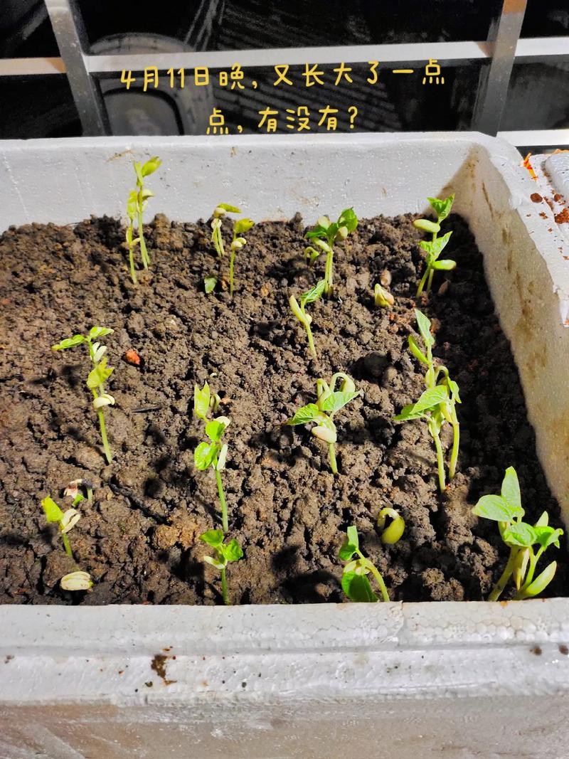 秋葵怎么种植方法，秋葵怎么种植方法和时间