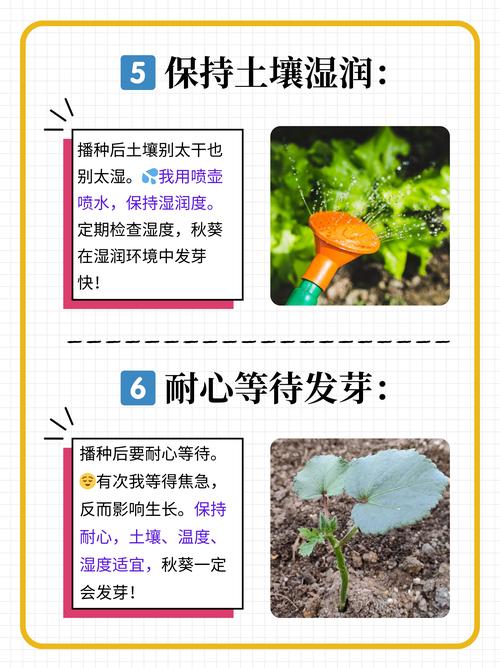 秋葵怎么种植方法，秋葵怎么种植方法和时间-第2张图片-优品飞百科