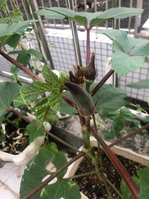 秋葵怎么种植方法，秋葵怎么种植方法和时间-第4张图片-优品飞百科