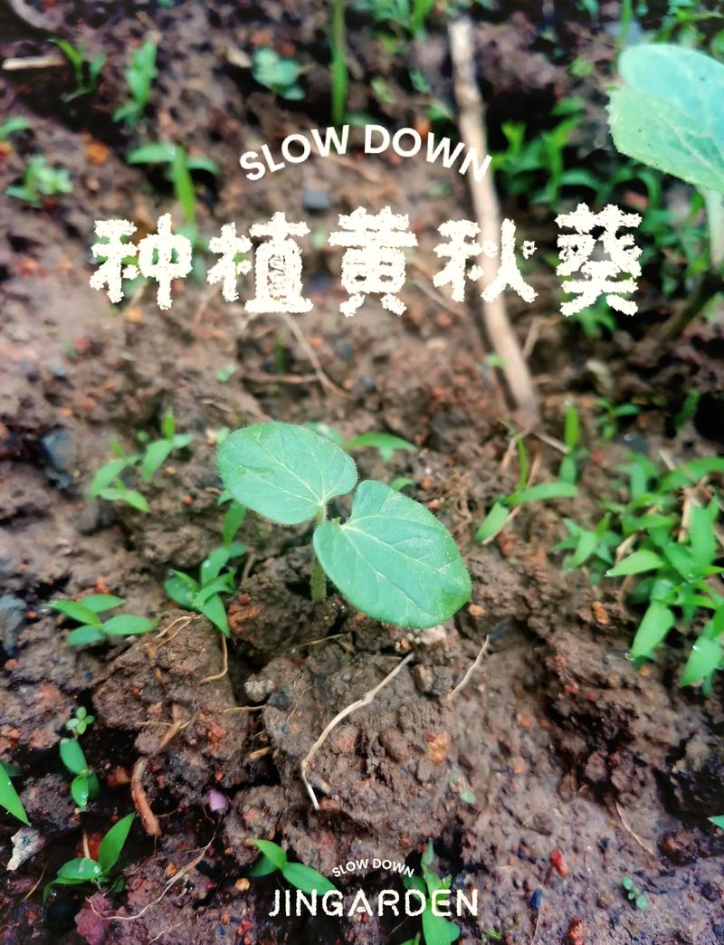 秋葵怎么种植方法，秋葵怎么种植方法和时间-第5张图片-优品飞百科