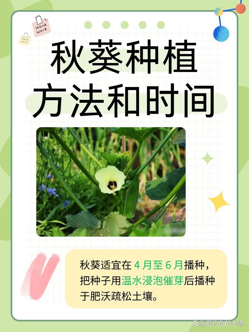 秋葵怎么种植方法，秋葵怎么种植方法和时间-第6张图片-优品飞百科