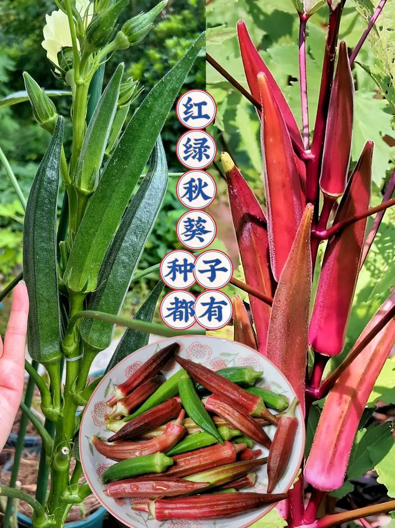 秋葵怎么种植方法，秋葵怎么种植方法和时间-第7张图片-优品飞百科