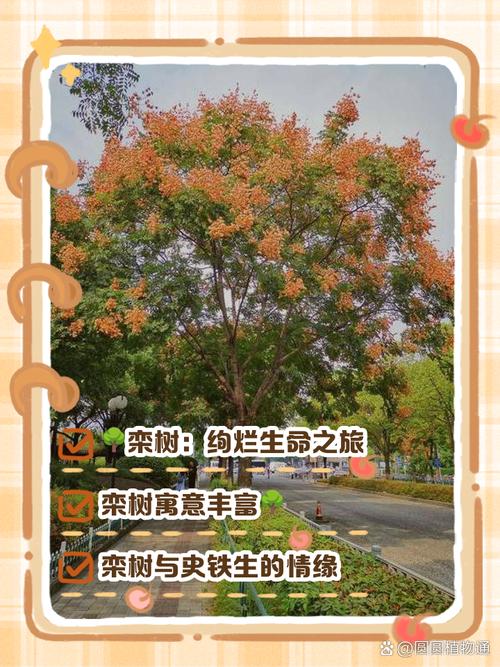 栾树的养殖方法，栾树的养殖方法视频