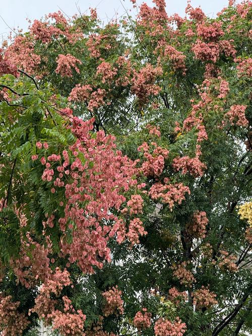 栾树的养殖方法,栾树的养殖方法视频-第2张图片-优品飞百科 栾树的养殖方法,栾树的养殖方法视频-第2张图片-优品飞百科