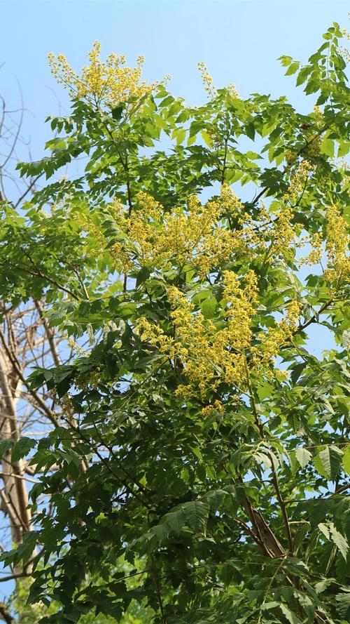 栾树的养殖方法,栾树的养殖方法视频-第3张图片-优品飞百科 栾树的养殖方法,栾树的养殖方法视频-第3张图片-优品飞百科