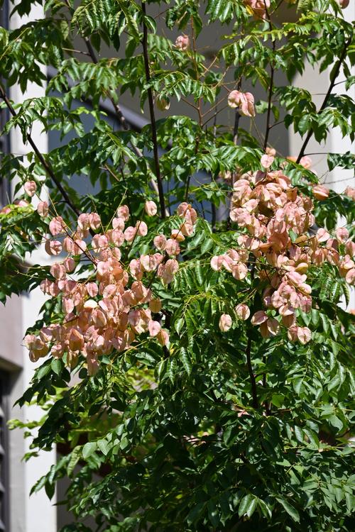 栾树的养殖方法,栾树的养殖方法视频-第4张图片-优品飞百科 栾树的养殖方法,栾树的养殖方法视频-第4张图片-优品飞百科