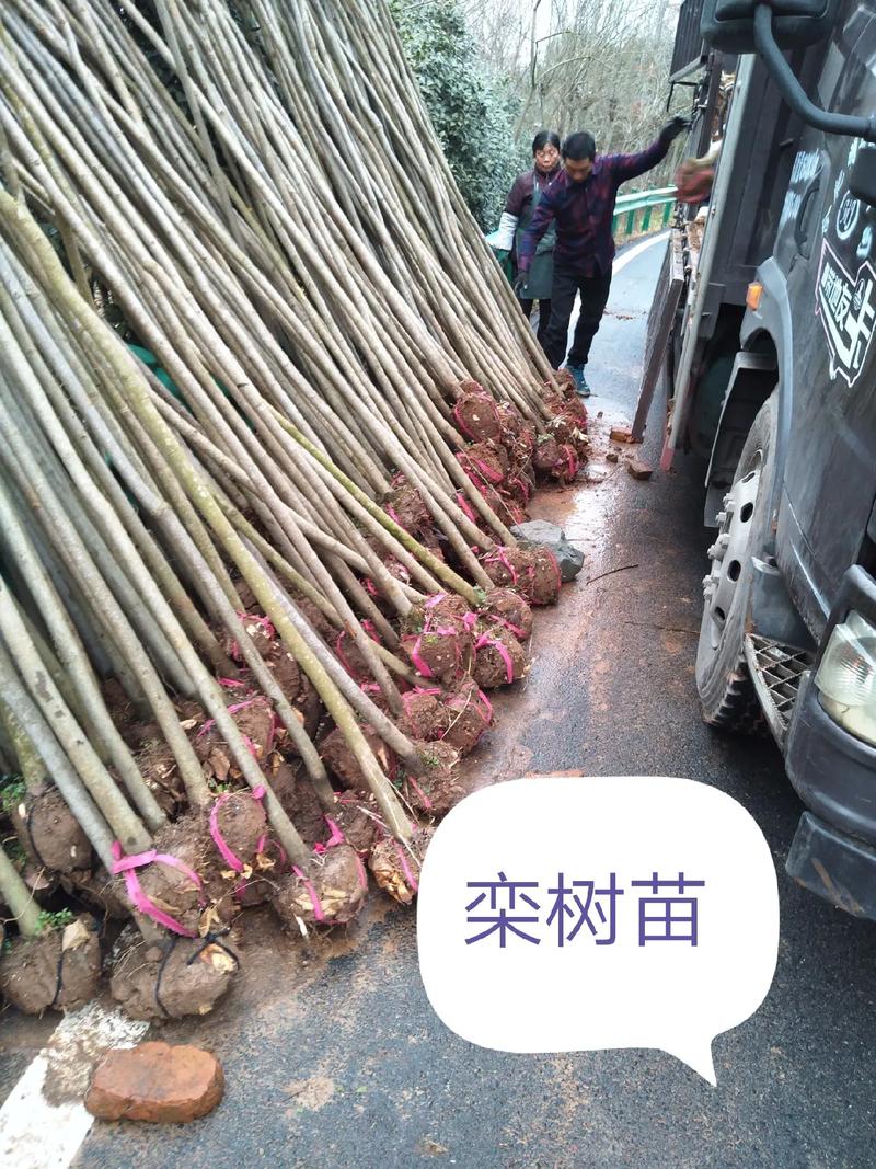 栾树的养殖方法,栾树的养殖方法视频-第5张图片-优品飞百科 栾树的养殖方法,栾树的养殖方法视频-第5张图片-优品飞百科