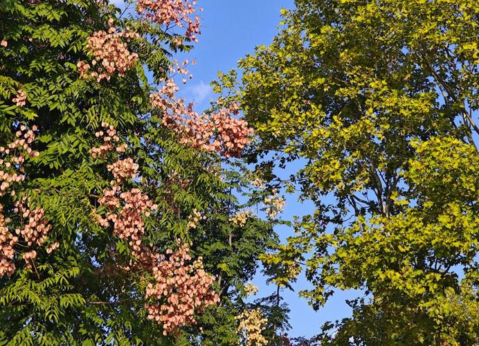 栾树的养殖方法,栾树的养殖方法视频-第6张图片-优品飞百科 栾树的养殖方法,栾树的养殖方法视频-第6张图片-优品飞百科