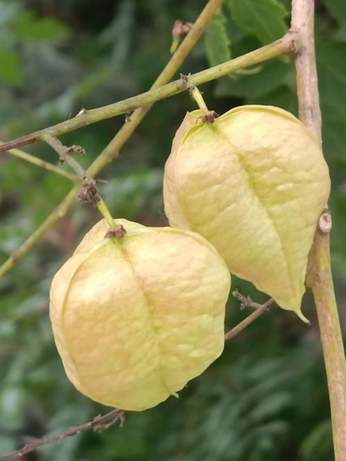 栾树的养殖方法,栾树的养殖方法视频-第7张图片-优品飞百科 栾树的养殖方法,栾树的养殖方法视频-第7张图片-优品飞百科