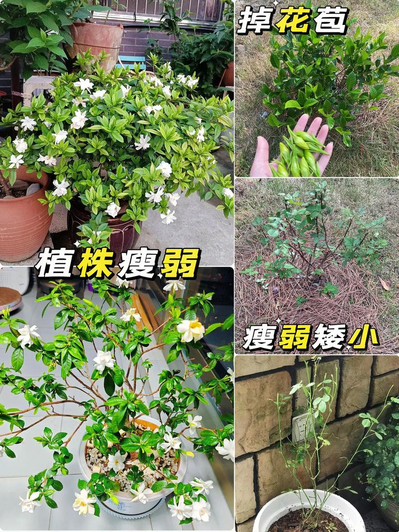 什么花可以用复合肥，什么花用来复合？