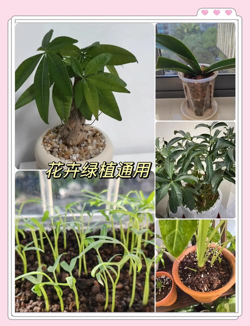 什么花可以用复合肥,什么花用来复合?-第5张图片-优品飞百科 什么花可以用复合肥,什么花用来复合?-第5张图片-优品飞百科