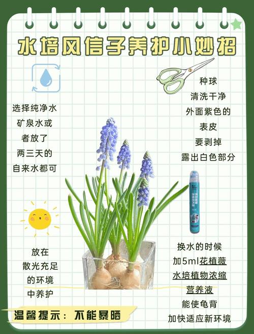 风信子花期如何养护,风信子花期过后怎么打理-第3张图片-优品飞百科 风信子花期如何养护,风信子花期过后怎么打理-第3张图片-优品飞百科