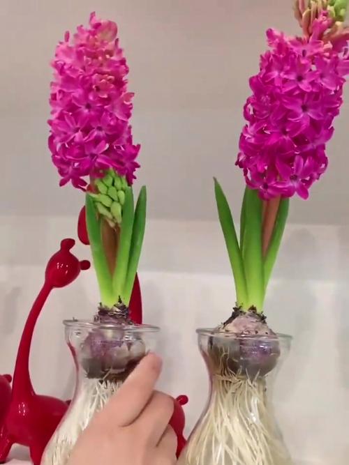 风信子花期如何养护,风信子花期过后怎么打理-第4张图片-优品飞百科 风信子花期如何养护,风信子花期过后怎么打理-第4张图片-优品飞百科